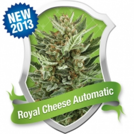 Royal Cheese Auto Feminised Seeds