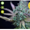 Strawberry Cheesecake Auto Feminised Seeds
