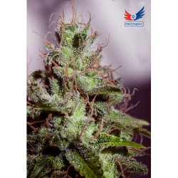 Super Cheese Express Auto Feminised Seeds - 5 Positronics