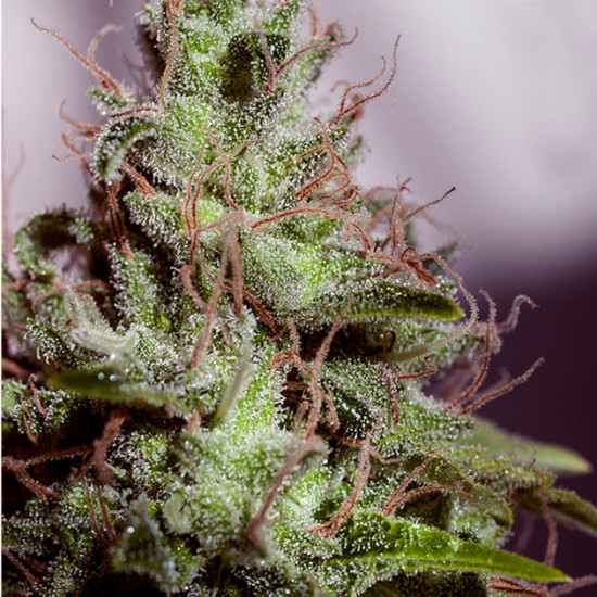 Super Cheese Express Auto Feminised Seeds - 5 Positronics