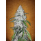 West Coast O.G. AutoFlowering Feminised Seeds Fast Buds